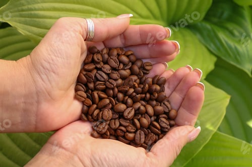 Vorschau: Kaffeebohnen