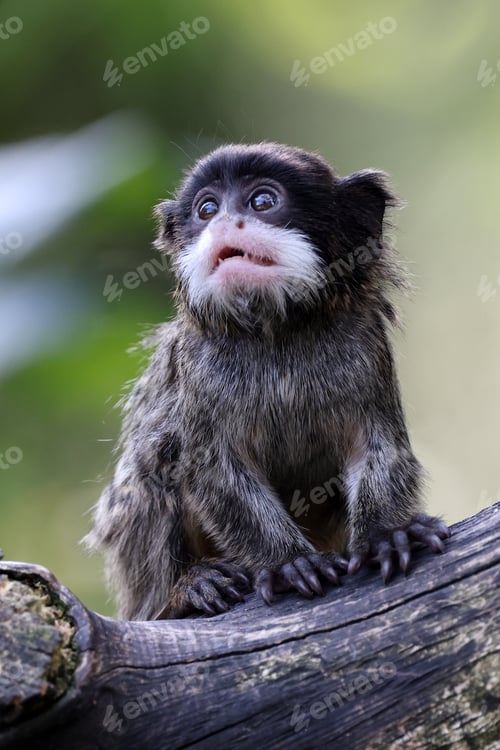 Preview: Saguinus imperator or emperor tamarin
