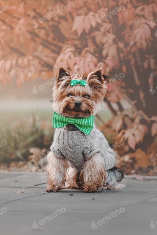 Preview: Yorkshire Terrier wearing a sweater in the autumn background. Dressed dog. Cute pet. Accessories for