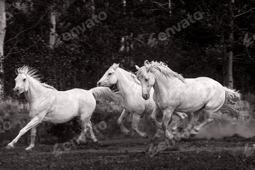 Preview: three horses are running in a line near trees and bushes