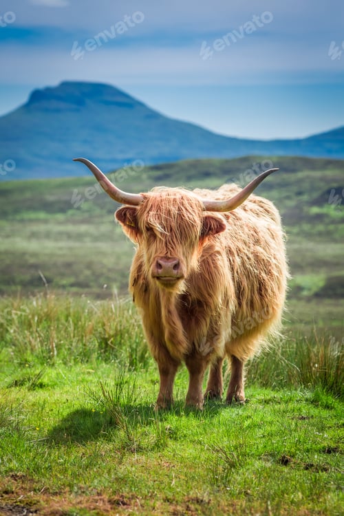 Preview: Brown highland cow in Scotland, United Kingdom