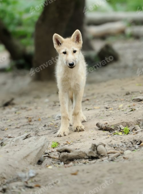 Preview: Arctic wolf pup