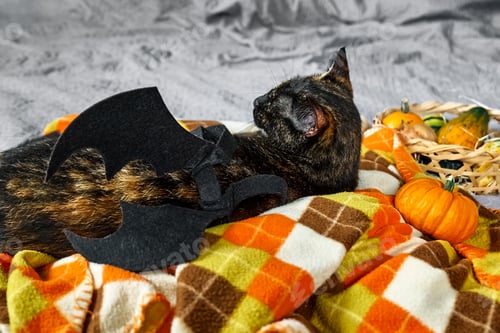 Preview: Halloween cat.