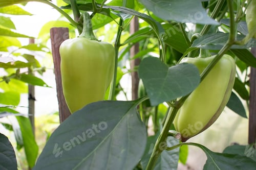 Preview: crop of green peppers in a garden bed in a greenhouse
