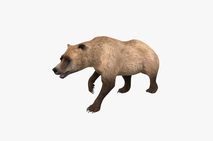 Preview: Brown bear in ambulatory stance