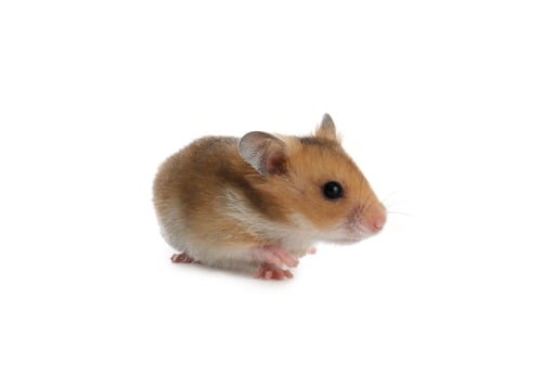 Preview: Cute little fluffy hamster on white background