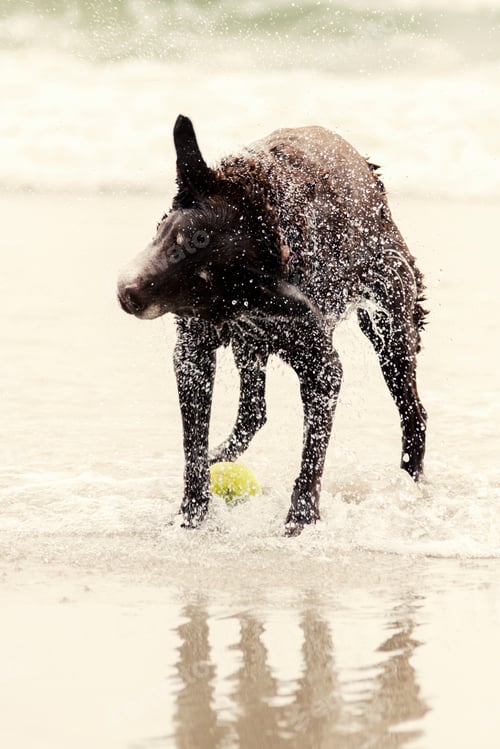 Preview: Chocolate Labrador dog shaking herself dry after retrieving ball from ocean surf