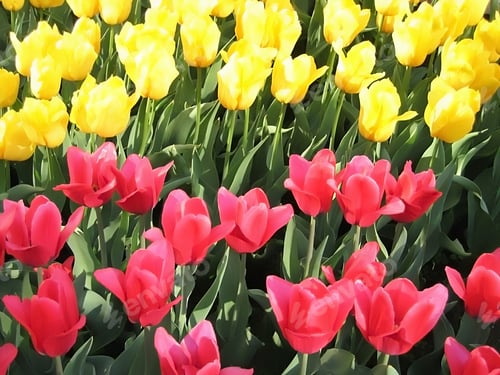 Preview: beautiful tulips background