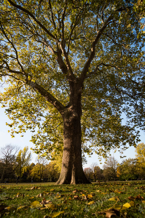 Preview: Autumn in Regents Park, one of the Royal Parks of London, England
