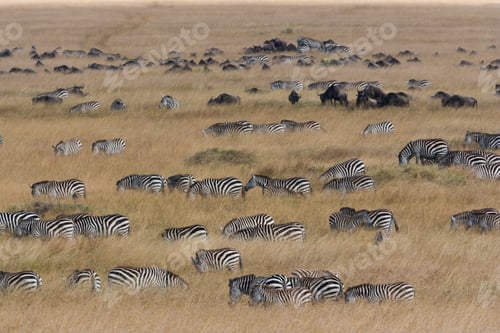 Preview: Grant's zebras and wildebeests, Kenya