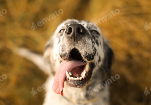 Preview: Sweet doggie