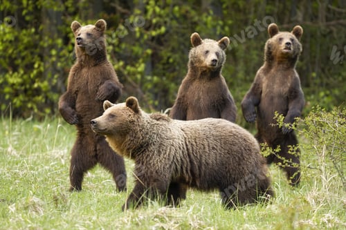 Preview: Family of brown bear with curious three cubs standing on rear legs in spring