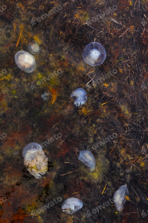 Preview: Many big jellyfish floating in the seaweed close to the black sea shore