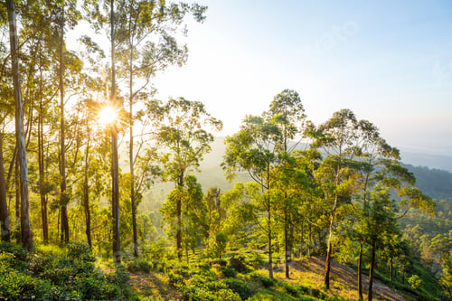 Preview: Tea plantation