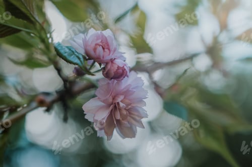 Preview: Pink blooming tree