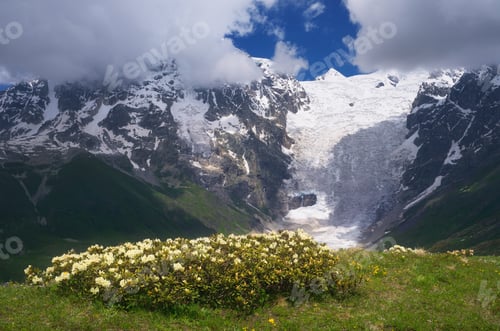 Vista previa: Flowers on a background of mountains
