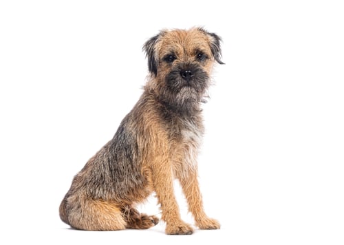 Preview: Border terrier dog sitting and posing on white background