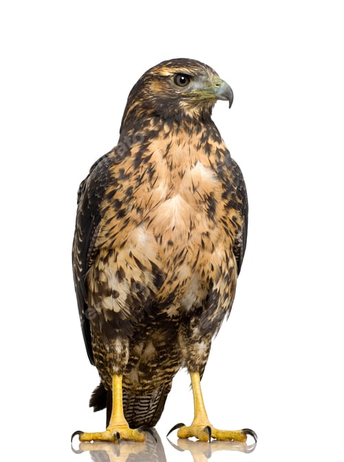 Preview: Young Black-chested Buzzard-eagle () - Geranoaetus melanoleucus