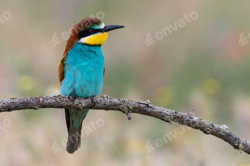 Preview: Bird standing on tree branch