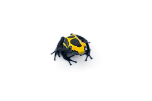 Preview: Blue-yellow poison dart frog isolated on white background