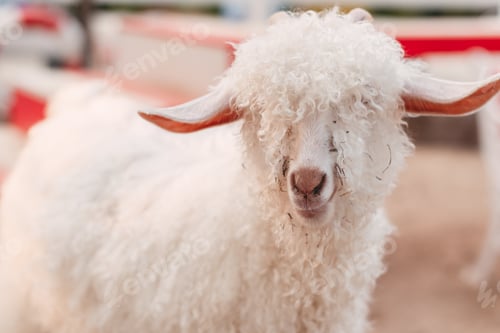 Preview: Portrait of a white little goat close up on the farm background with nature sun light