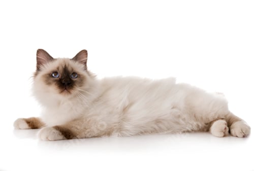 Preview: birman kitten in studio
