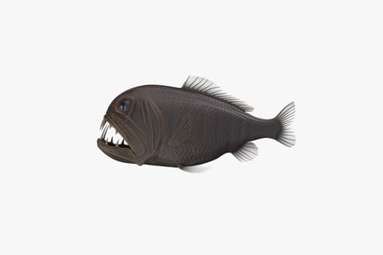 Preview: Deep Sea Fangtooth Predator Fish