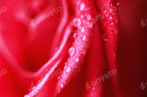 Preview: rose close-up with drops of water. dew on a flower