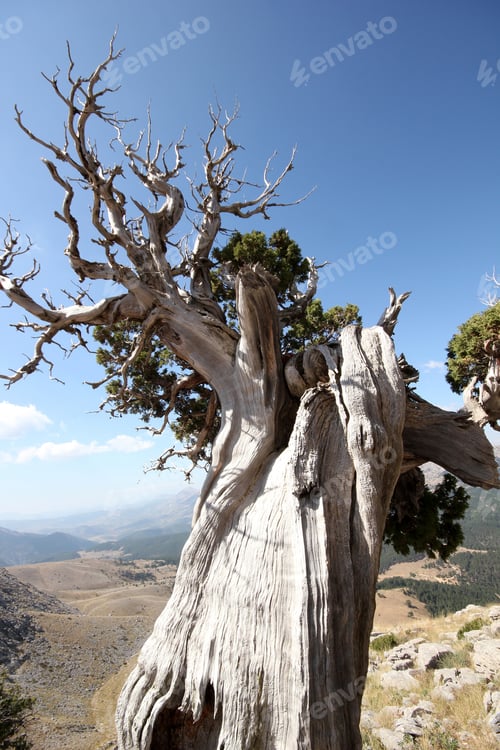 Preview: juniper tree in high mountains