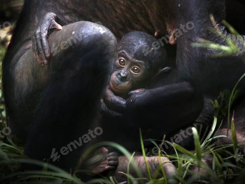 Preview: Baby bonobo monkey sitting near its mother in the Democratic Republic of the Congo