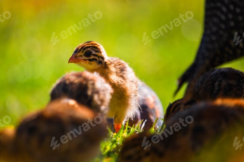 Preview: Baby Guineafowl