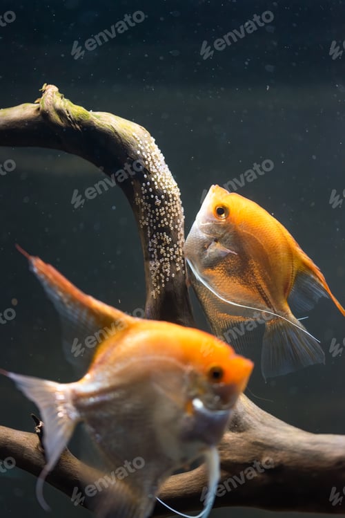 Preview: Pair of Gold Pterophyllum Scalare in aqarium, yellow angelfish lays its eggs