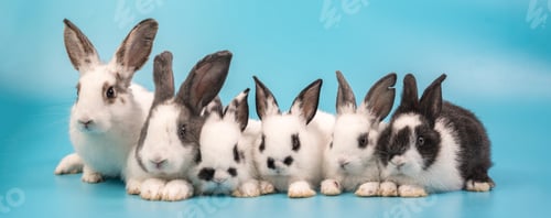 Preview: bunny Easter fluffy baby rabbit or new born rabbit. baby cute rabbit or new born adorable bunny.