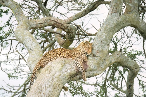 Preview: Majestic leopard sleeping on a branch of a tree