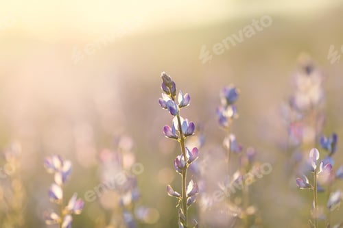 Preview: Field of lupine