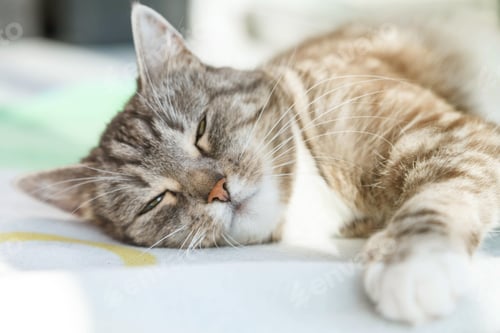 Preview: Portrait of cute cat sleeping in sunlight on blanket