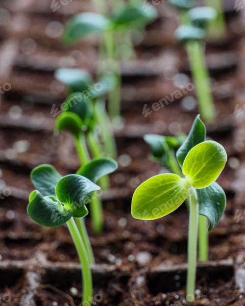 Preview: Green seedlings sprouting from potting soil after sowing indoors prior to the planting season.