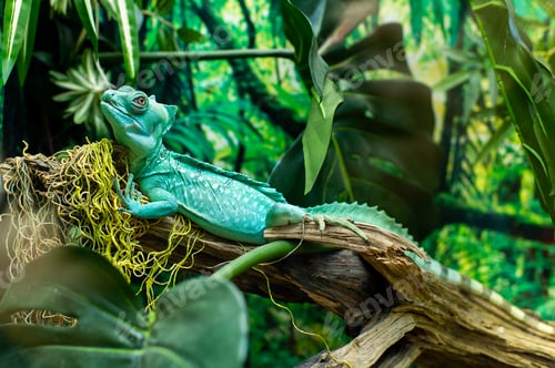 Preview: Close-up shot of a turquoise iguana sitting on a branch with a blurry background