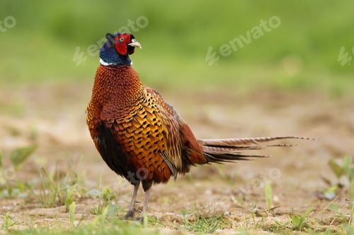 Preview: Adult common pheasant, phasianus colchicus, on the spring walk along the field