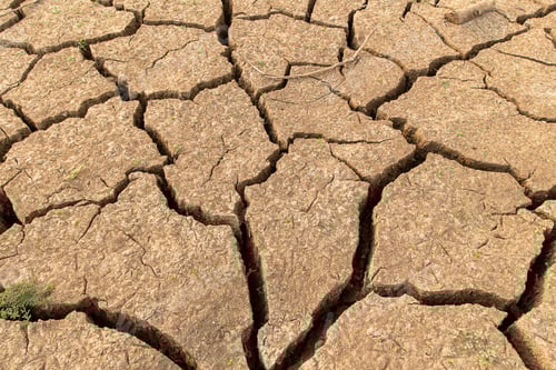 Preview: Cracked Earth Texture with Sparse Greenery