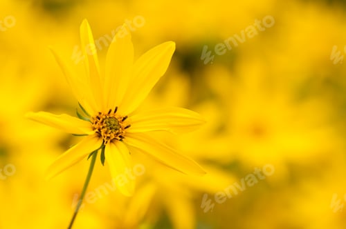 Preview: Ten-Petal Sunflower