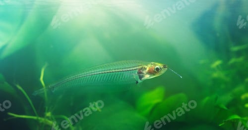 Preview: Introducing the glass catfish. Shot of exotic fish in an aquarium.