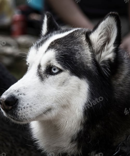 Preview: dog, siberian husky, pets, dogs, wilderness