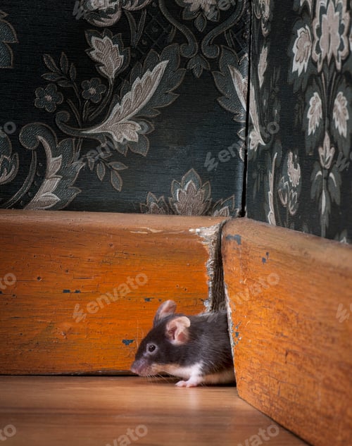 Preview: Dark Mouse Peeks from Hole in Wall Baseboard