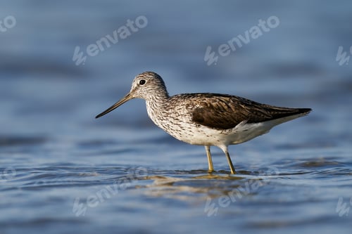 Preview: Common greenshank (Tringa nebularia)