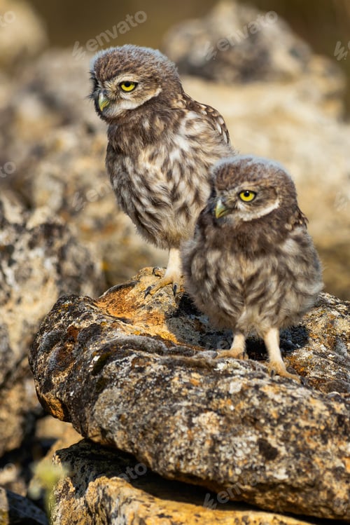 Preview: Little Owl