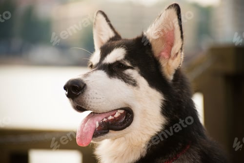 Preview: Portrait of a serious dog