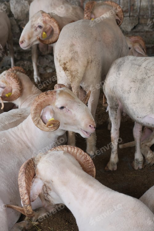 Preview: sheep animal in a farm land in istanbul ,