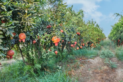 Preview: Plantation of pomegranate trees in harvest season, great fruit for Rosh Hashanah