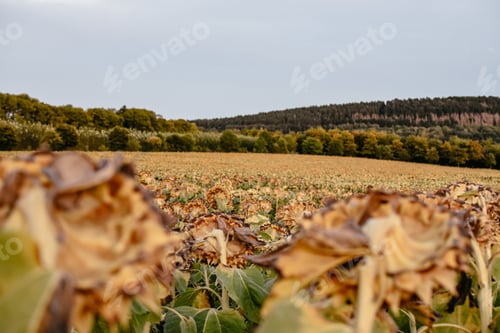 Preview: Field of dried sunflowers